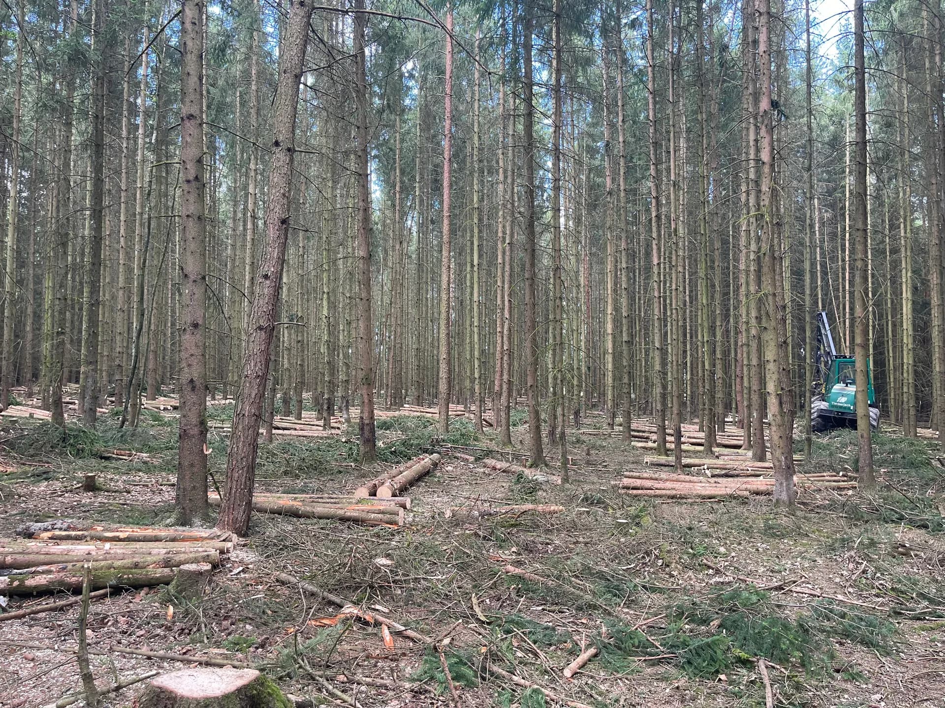 Těžba dřeva harvestorem v lese