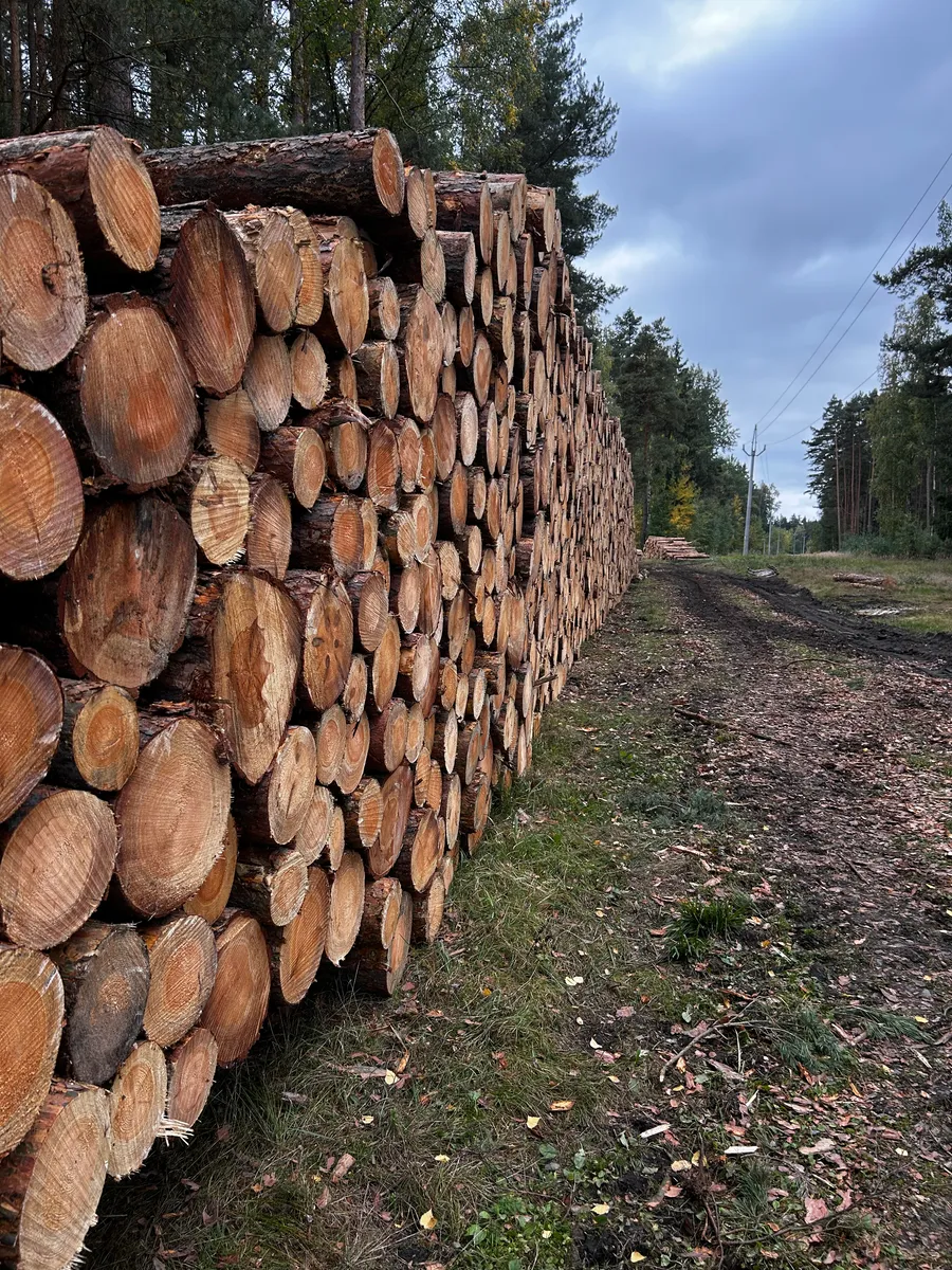 Masivní hromada kulatiny podél lesní cesty