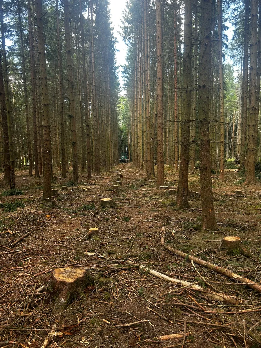 Lesní linka s pařezy — stroj v perspektivě