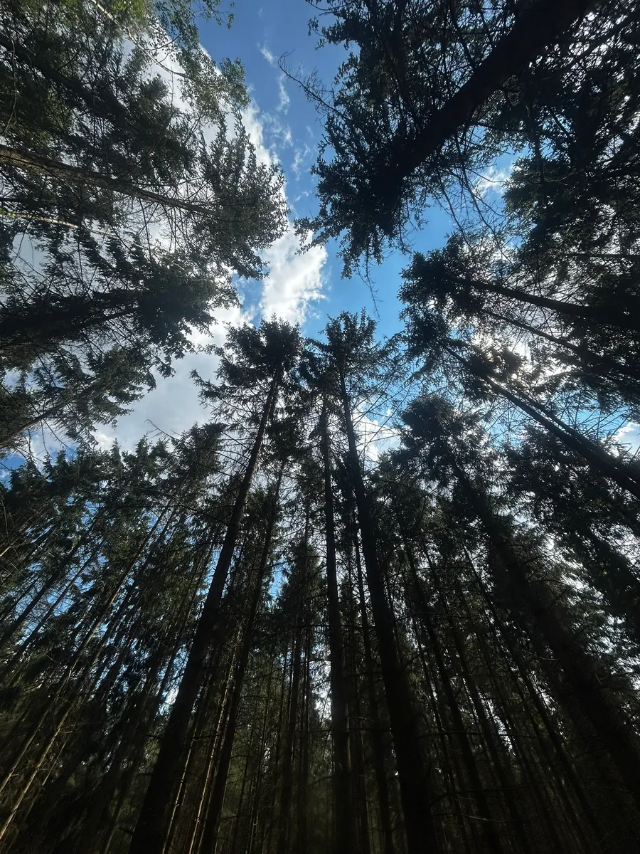 Pohled zdola do smrkové koruny s modrou oblohou